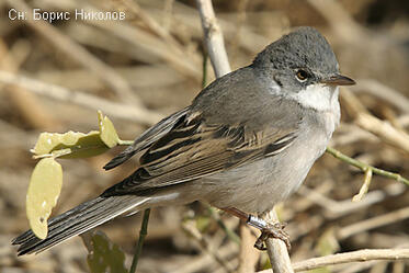 School of Ornithology and Nature Conservation (Lecture 17)