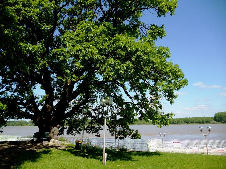 European Tree of the Year 2016