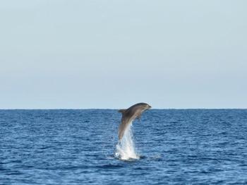 A project for volunteers and research of the Black sea cetaceans has started