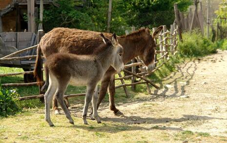 Nature park 'Strandzha', Bulgaria