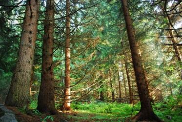 The bill for a new Law on Forests includes lobbyist amendments against the Bulgarian protected nature