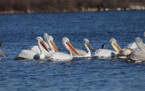 The pelicans in Ovcharitsa dam