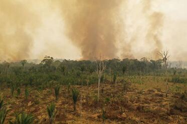  WWF алармира, че пожарите в Амазонските джунгли заплашват 265 застрашени вида