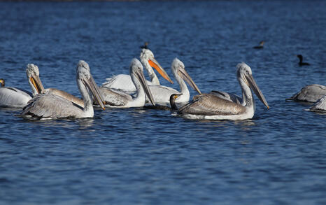 The pelicans in Ovcharitsa dam