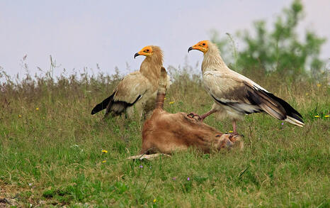 The incredible biodiversity of eastern Rhodopi mountain