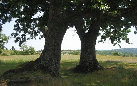 Nature park 'Strandzha', Bulgaria