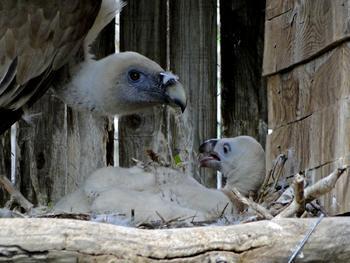 The first little Griffon Vulture hatched in Stara Planina since 70 years