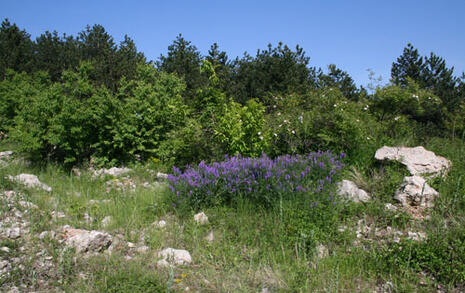 Veliko Tyrnovo forest