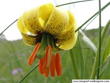 Vitosha Nature Park is seeking for volunteers for plant monitoring