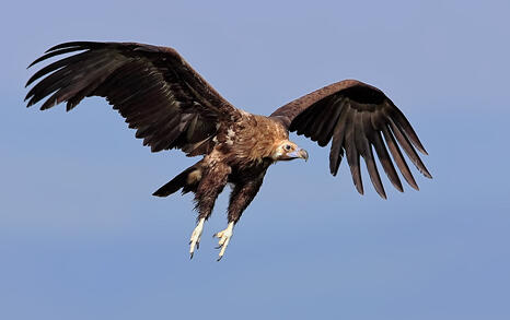 The incredible biodiversity of eastern Rhodopi mountain