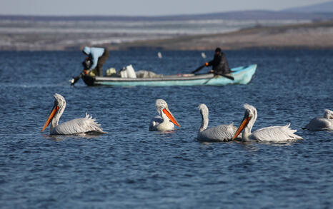 The pelicans in Ovcharitsa dam