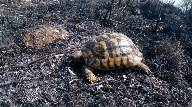 No endangered bird species have been injured in the fire near Madzarovo