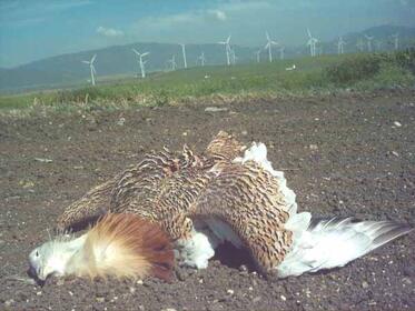 Wind Energy Parks are beneficial only when outside the European ecological network Natura 2000 