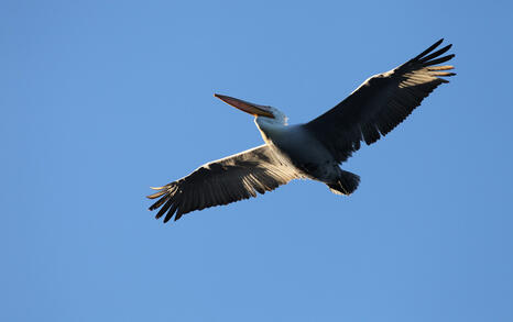 The pelicans in Ovcharitsa dam