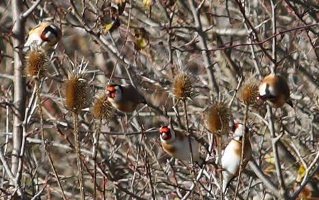 Observation of Birds at Pchelina Dam,  21 Nov. 2009