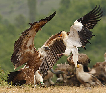 A Black and an Egyptian Vultures on the vulture feeding station in Kotlenska Stara Planina Mountain