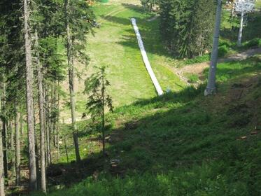 In National Park Pirin tree felling for the illegal construction of a new lift in the Bansko ski zone has started