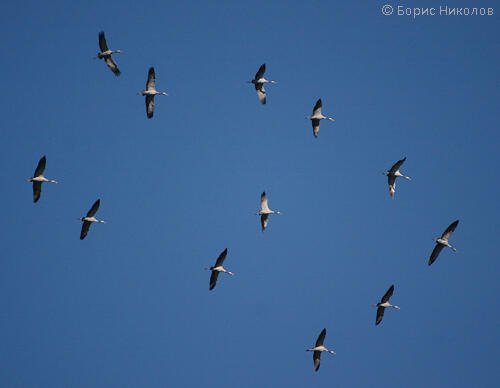 Ornithology and Conservation Course, Bulgarian Ornithological Centre, Lecture 23