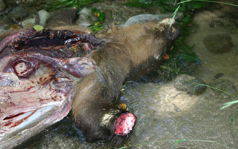 A bear killed near the village of Vlahi