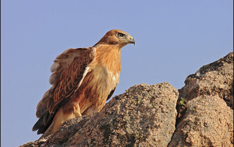 The incredible biodiversity of eastern Rhodopi mountain