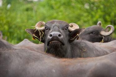 Buffalo farm in Tzar Kaloyan opens its doors to show an innovative energy-efficient installation