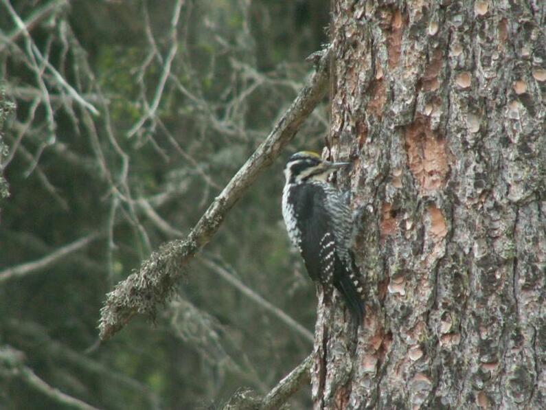 Three-toed woodpecker is endangered in Bulgaria and Europe 