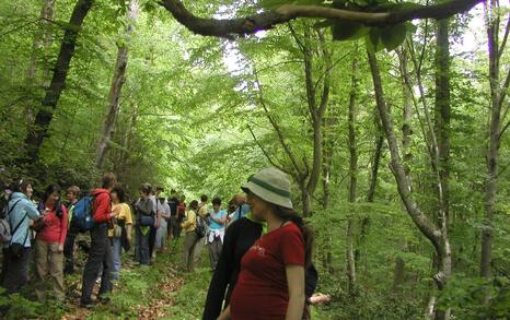 Zelenika festival 2010