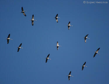 Ornithology and Conservation Course, Bulgarian Ornithological Centre, Lecture 23