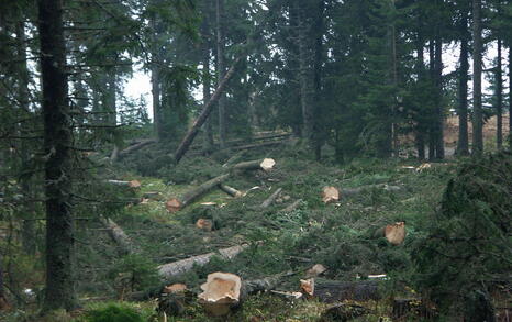 Clear cuttings in Panichishte near the border with National Park Rila