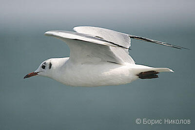 School for ornithology and nature conservation – Lecure 10