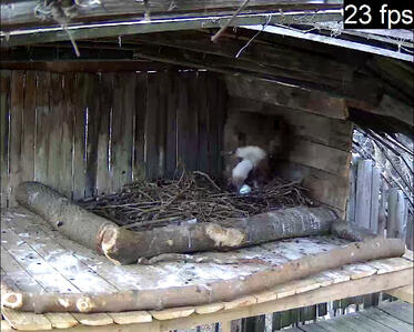 Griffon vulture in the Rescue Center incubates again