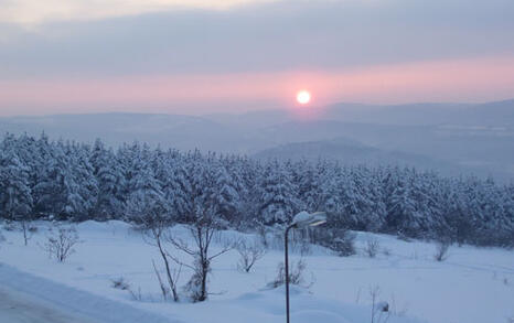 Veliko Tyrnovo forest