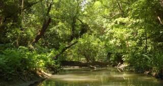 Restoration of riverside forests is the topic of WWF in the Week of the forest 