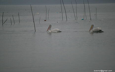 Bird watching trip to Kerkini, Greece, 19-20 December 2009