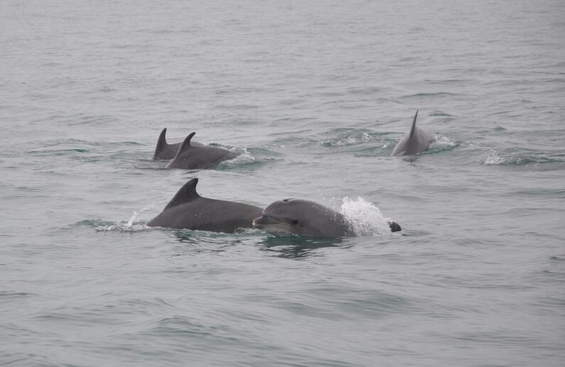 Studying cetaceans from a vessel in “Ropotamo” protected site