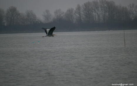 Bird watching trip to Kerkini, Greece, 19-20 December 2009