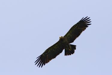 European days of the birds – people’s meetings with the birds