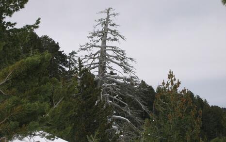 Environmentally friendly ski-tourism in Pirin National Park