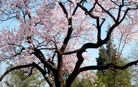 Tree Of the Year 2010