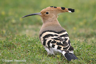 Ornithology and Conservation Course, Bulgarian Ornithological Centre, Lecture 15