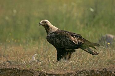 bTV broadcasts charity TV spot for the Imperial Eagle 