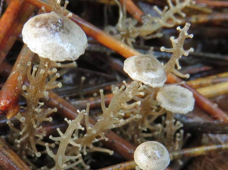 A new species of fungus discovered in Vrachanski Balkan Nature Park