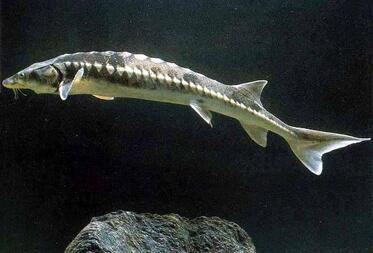 WWF prepares new resettlement of sturgeons in Danube 