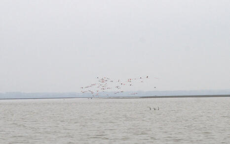 Bird watching trip to Kerkini, Greece, 19-20 December 2009