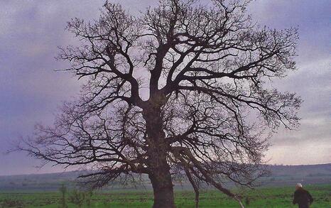 Tree Of the Year 2010