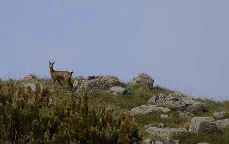 Views from Pirin National Park