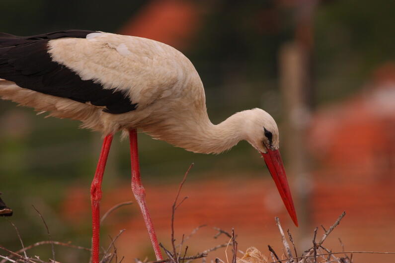 White Storks on the rise in Bulgaria