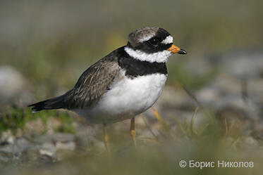 If you are interested in the field of ornithological research - this course is for you!