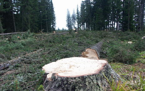 Clear cuttings in Panichishte near the border with National Park Rila