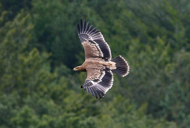 The short life story of the bird called Volen